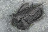 Devil Horned Cyphaspis Walteri Trilobite #125178-3